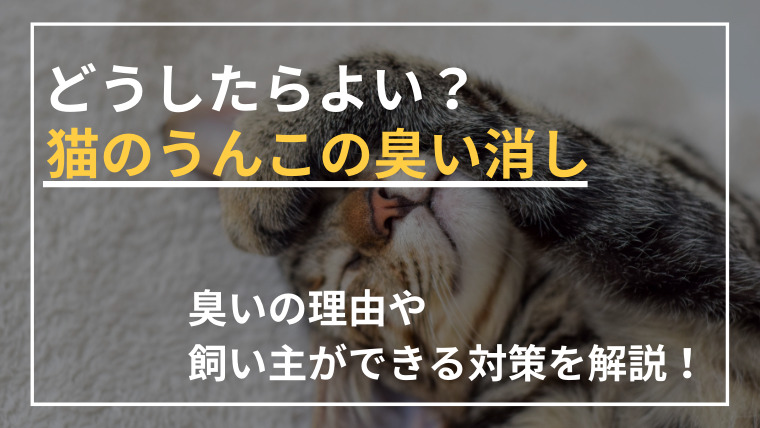 猫のうんこの臭い消しはどうすればよい？臭いの理由も解説